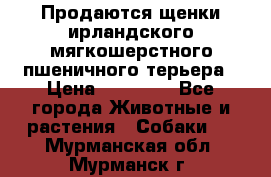 Продаются щенки ирландского мягкошерстного пшеничного терьера › Цена ­ 30 000 - Все города Животные и растения » Собаки   . Мурманская обл.,Мурманск г.